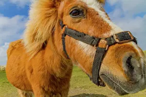 Pastoral Prints: Adult Shetland pony (Equus ferus caballus) in the Shetland Isles, Scotland, United Kingdom