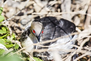 Adult silvery grebe (Podiceps occipitalis), Puerto Madryn, Patagonia, Argentina, South America