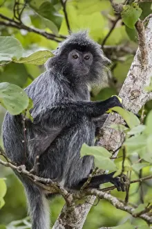 Malaysian Prints: Adult silvery langur (Trachypithecus cristatus) (silvered leaf monkey), Bako National Park