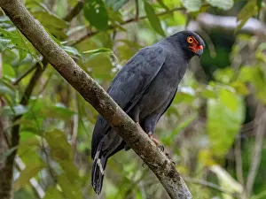 Raptor Prints: Adult slate-colored hawk, Leucopternis schistaceus
