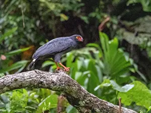 Raptor Prints: Adult slate-colored hawk, Leucopternis schistaceus