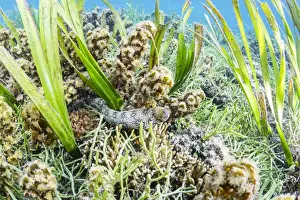 Indonesian Prints: An adult snowflake moray (Echidna nebulosa) on Sebayur Island, Flores Sea, Indonesia