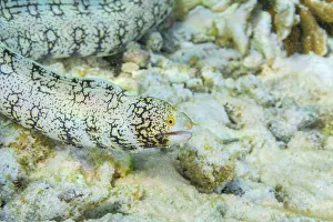 Coral Reef Prints: An adult snowflake moray eel (Echidna nebulosa)