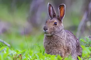 Watch Prints: Adult snowshoe hare (Lepus americanus dalli) in Denali National Park