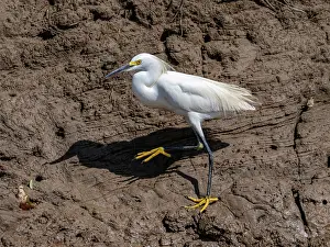 Step Prints: Adult snowy egret, Egretta thula