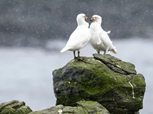 Courtship Prints: Adult snowy sheathbill (Chionis albus)