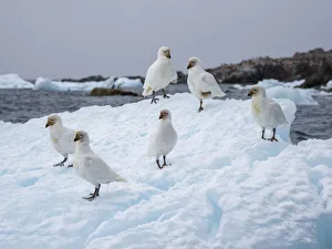 Small Group Of Animals Prints: Adult snowy sheathbills (Chionis albus)