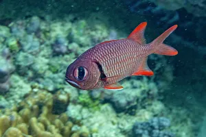 Raja Ampat Prints: An adult soldierfish (Myripristis spp)