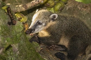 Adult South American coati (Nasua nasua), Iguazu Falls National Park, Misiones, Argentina