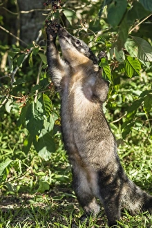 Reaching Prints: Adult South American coati (Nasua nasua), foraging, Iguazu Falls National Park, Misiones