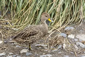 Duck Prints: Adult South Georgia pintail (Anas georgica georgica)