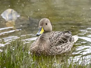 Adult South Georgia pintail (Anas georgica georgica), swimming in a freshwater pond, Moltke Harbor, South Georgia, South Atlantic, Polar Regions