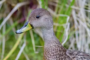 Beak Prints: Adult South Georgia pintail bird stands among grass in South Georgia Island region of Southern Ocean