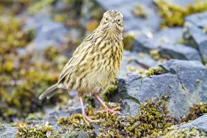 Outdoor Exploration Prints: Adult South Georgia Pipit (Anthus antarcticus) feeding at low tide on Prion Island