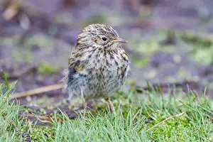 Shorebird Prints: Adult South Georgia Pipit (Anthus antarcticus) feeding at low tide on Prion Island