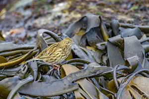 Shorebird Prints: Adult South Georgia Pipit (Anthus antarcticus) feeding at low tide on Prion Island