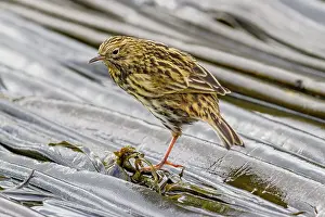 Shorebird Prints: Adult South Georgia Pipit (Anthus antarcticus) feeding at low tide on Prion Island