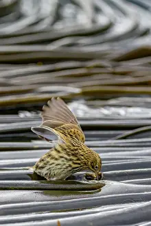 Shorebird Prints: Adult South Georgia Pipit (Anthus antarcticus) feeding at low tide on Prion Island