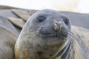 1 Animal Only Prints: Adult southern elephant seals (Mirounga leonina), hauled out on the beach at Coronation