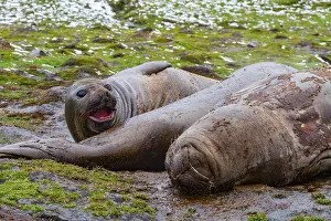 Georgia Prints: Adult southern elephant seals moult on the beach in South Georgia during a sunny day in the Southern Ocean