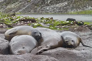 Loss Prints: Adult southern elephant seals moulting on the beach in South Georgia during the Southern Ocean's seasonal change