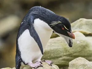An adult Southern rockhopper penguin, Eudyptes chrysocome, at rookery on New Island
