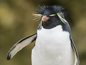 Flightless Bird Gallery: An adult Southern rockhopper penguin, Eudyptes chrysocome, at rookery on New Island