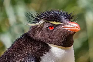 Portrait Prints: Adult southern rockhopper penguin at breeding colony during molting season in Falkland Islands
