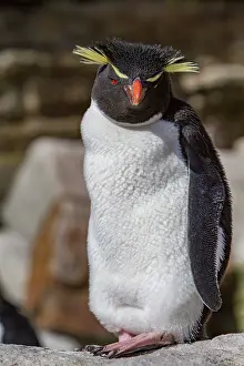 Ecosystems Prints: Adult southern rockhopper penguin stands at its breeding