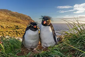 Wildlife Conservation Prints: Adult southern rockhopper penguins (Eudyptes chrysocome)