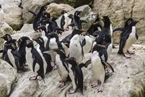 Uk Overseas Protectorate Prints: Adult southern rockhopper penguins (Eudyptes chrysocome) at breeding and molting colony on New Island