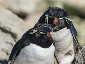 Adult southern rockhopper penguins (Eudyptes chrysocome) on New Island, Falkland Islands