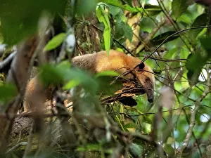 Nocturnal Prints: Adult southern tamandua climbs a tree on Tierra Firma in the Maraon River region of Peru during daytime hours