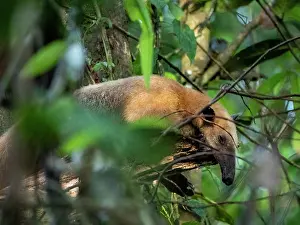 Nocturnal Prints: Adult southern tamandua resting in a tree among leaves in Peru's Amazon rainforest