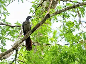 Adult speckled chachalaca, Ortalis guttata, perched in a tree within the Pacaya Samiria Preserve, Peru