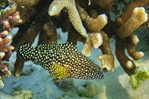 Tropical Climate Prints: An adult specklefin grouper ( Epinephelus ongus)