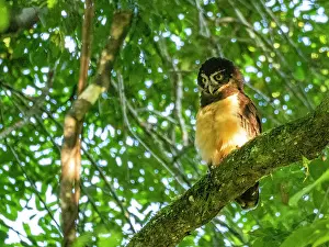 Peruvian Prints: Adult spectacled owl, Pulsatrix perspicillata