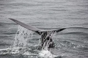 Marine Mammal Prints: Adult sperm whale (Physeter macrocephalus) flukes-up dive near Isla San Pedro Martir