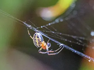 Invertebrates Prints: An adult spider, Alpaida veniliae, in its web within the Pacaya Samiria Preserve, Peru