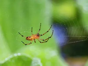Loss Prints: An adult spider, Alpaida veniliae, in its web within the Pacaya Samiria Preserve, Peru