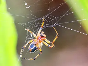 Entomology Prints: An adult spider, Alpaida veniliae, in its web within the Pacaya Samiria Preserve, Peru