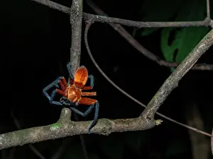 Entomology Prints: An adult spider, Genus Sadala, on a tree at night within the Pacaya Samiria Preserve, Peru