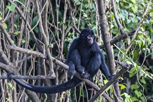 Branch Prints: Adult spider monkey (Ateles spp), San Miguel Cano, Loreto, Peru, South America