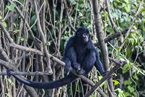 Looking Away Gallery: Adult spider monkey (Ateles spp), San Miguel Cano, Loreto, Peru, South America
