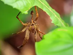 Entomology Prints: An adult spider, Phoneutria boliviensis