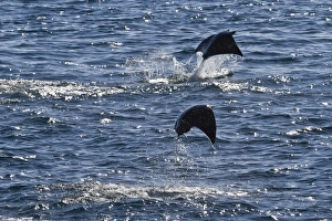 Adult spinetail mobula (Mobula japanica) leaping, Isla Espiritu Santo, Gulf of California (Sea of Cortez), Baja California Sur, Mexico, North America