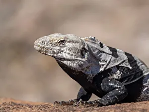 Baja California Prints: Adult spiny-tailed iguana (Ctenosaura conspicuosa)
