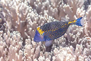 Bangka Island Prints: An adult spotted boxfish (Ostracion meleagris)