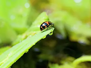 Invertebrates Prints: Adult spotted pink lady beetle