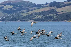 Dunedin Prints: Adult spotted shags (Phalacrocorax punctatus) in flight in Dunedin